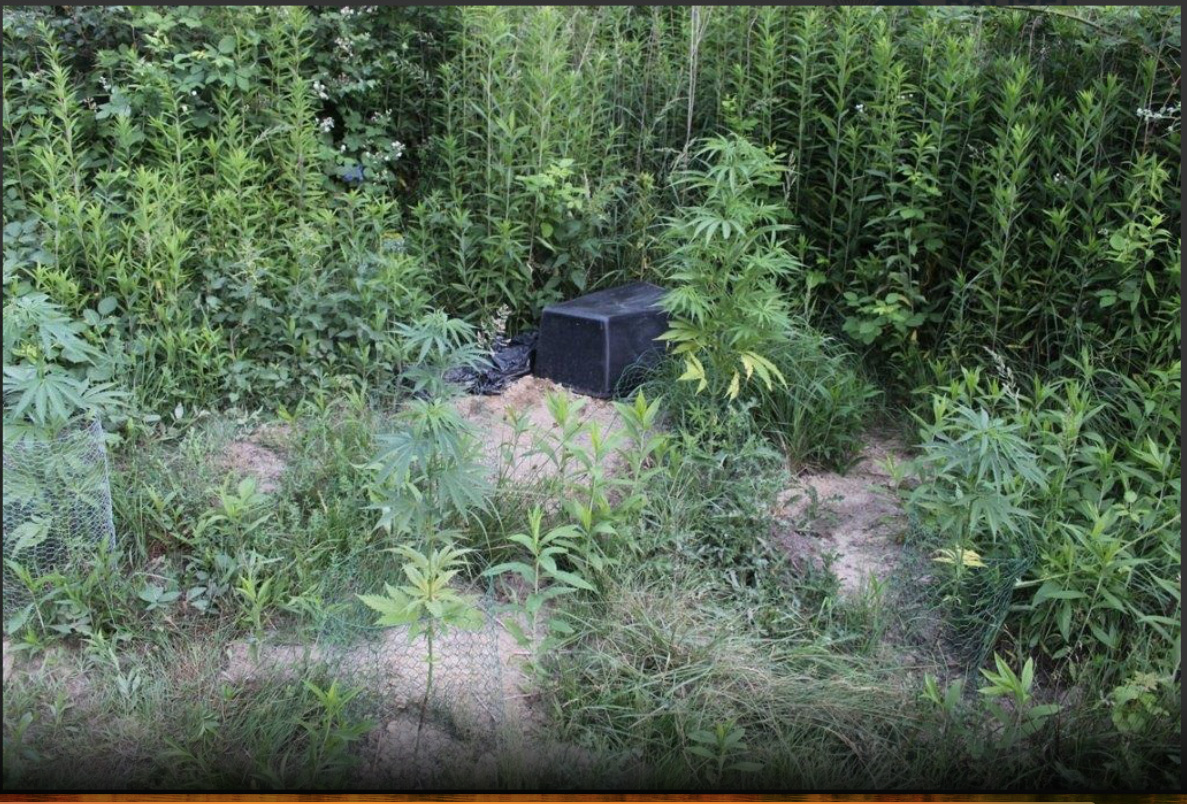 Eine Cannabis Plantage, deren Besitzer seinerzeit von der Polizei gesucht wurden